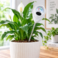 ⏳Limited-time 50% off⏰Professional soil moisture meter for indoor & outdoor plants🌱💦