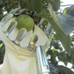 50% OFF !! ⏰Fruit Picker Head Basket – Durable Design, Easy Attach & Perfect for Reaching High Branches Without a Ladder 🌳（副本）