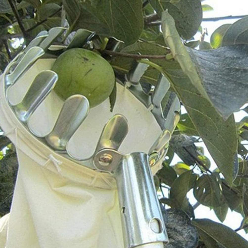 50% OFF !! ⏰Fruit Picker Head Basket – Durable Design, Easy Attach & Perfect for Reaching High Branches Without a Ladder 🌳（副本）